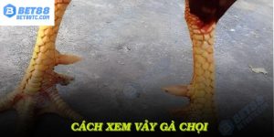ảnh bìa cách xem vảy gà chọi tại bet88