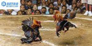 ảnh bìa đá gà bình luận viên bet88